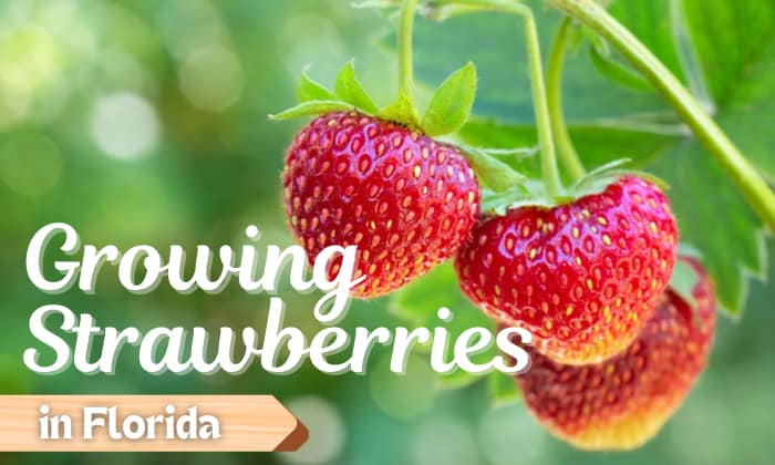 growing strawberries in florida