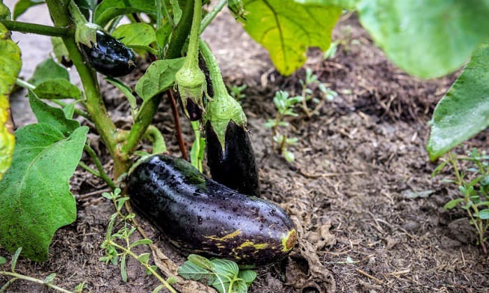 harvest-eggplant