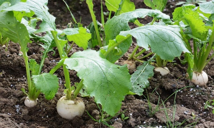 harvest-turnip-greens