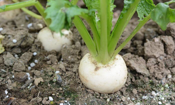 plant-turnip-greens-in-georgia