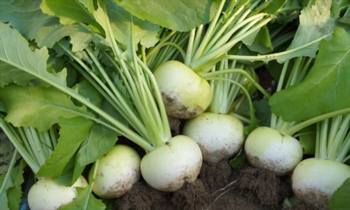 plant-turnips-in-tennessee