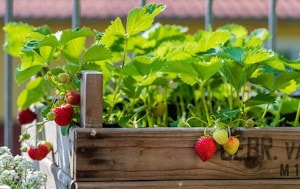planting-strawberries-in-florida