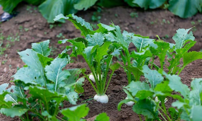 planting-turnip-greens