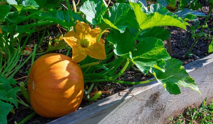 pumpkin-fertilizer-recommendations