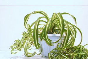 spider-plant-roots