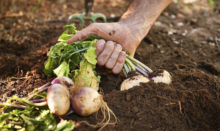 turnip-greens-planting-time