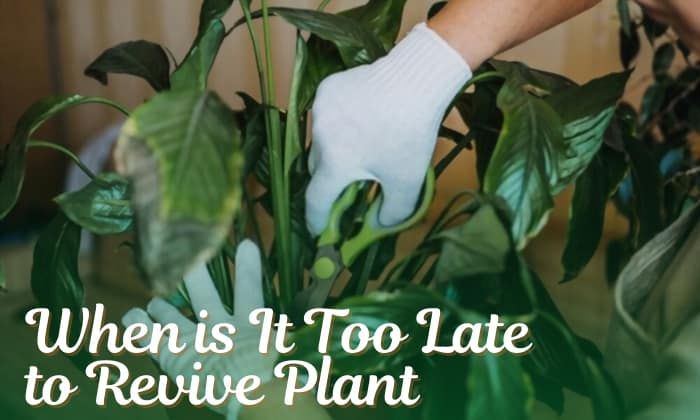 when is it too late to revive a plant
