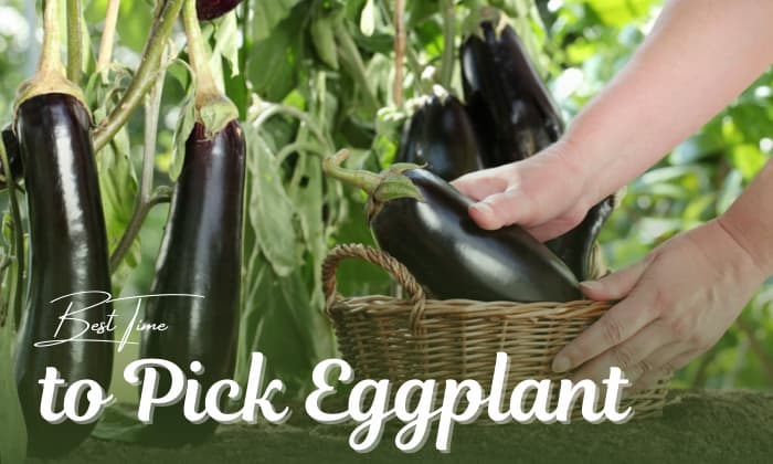 when to pick eggplant