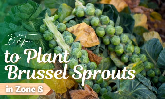 when to plant brussel sprouts zone 8