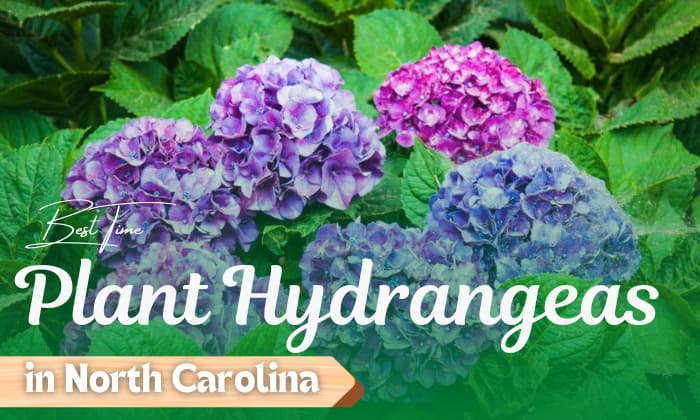 when to plant hydrangeas in north carolina
