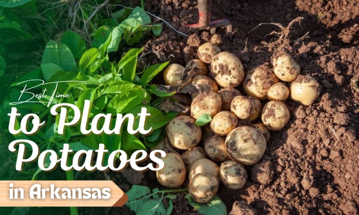 when to plant potatoes in arkansas