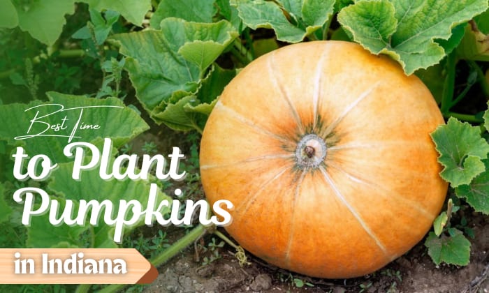 when to plant pumpkins in indiana
