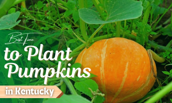 when to plant pumpkins in kentucky