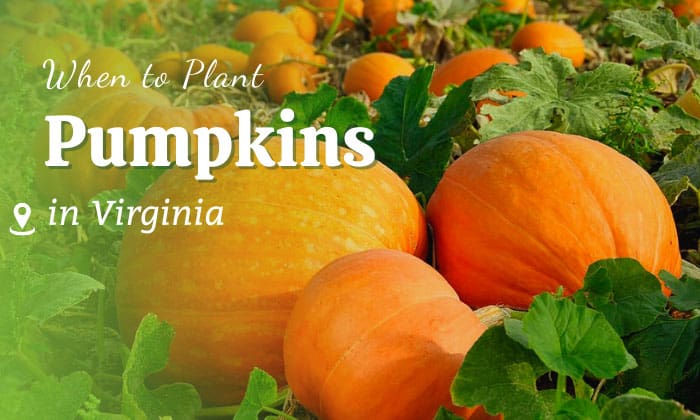 when to plant pumpkins in virginia