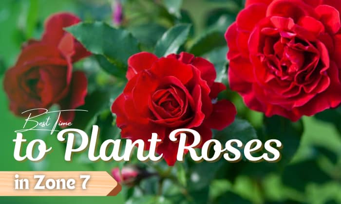 when to plant roses in zone 7