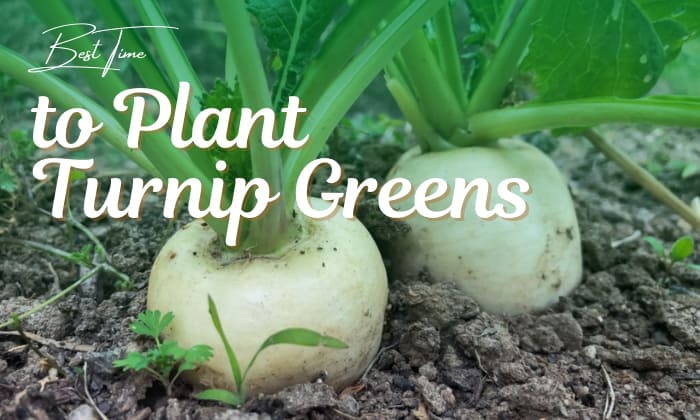 when to plant turnip greens