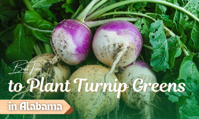 when to plant turnip greens in alabama