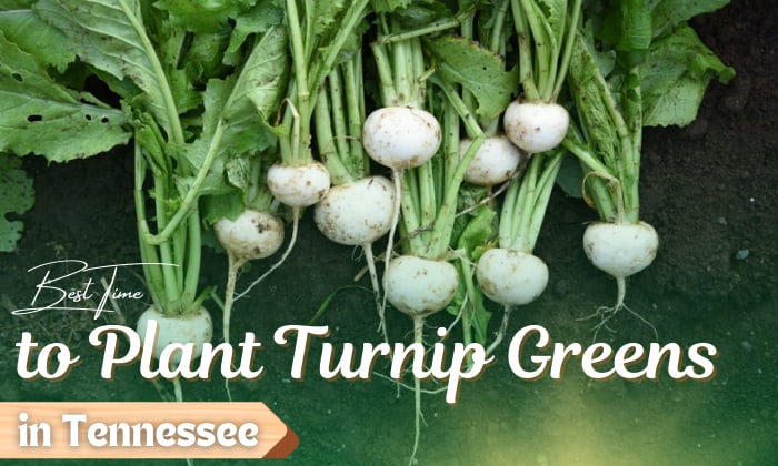 when to plant turnip greens in tennessee
