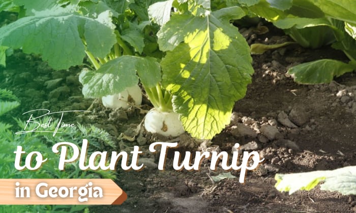 when to plant turnip in georgia