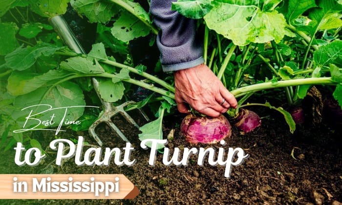 when to plant turnip in mississippi