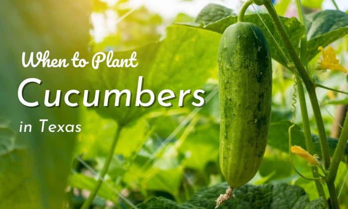 when to plant cucumbers in texas