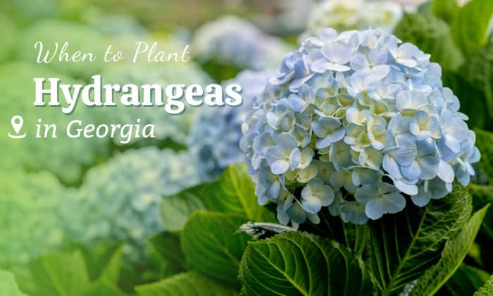 when to plant hydrangeas in georgia