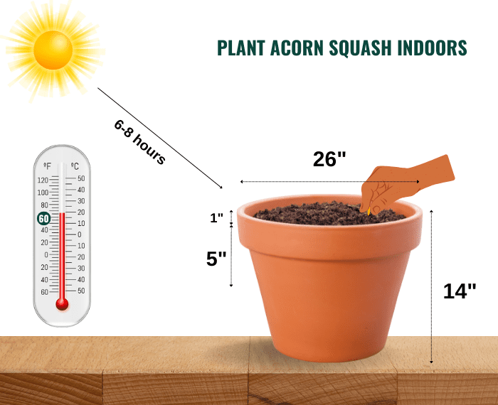 acorn-squash-growing-stages
