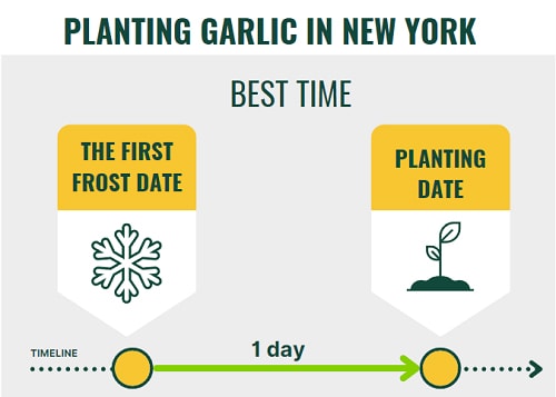 best-month-to-plant-garlic