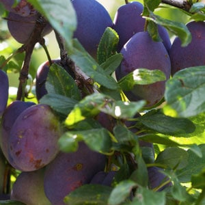 growing-a-plum-tree