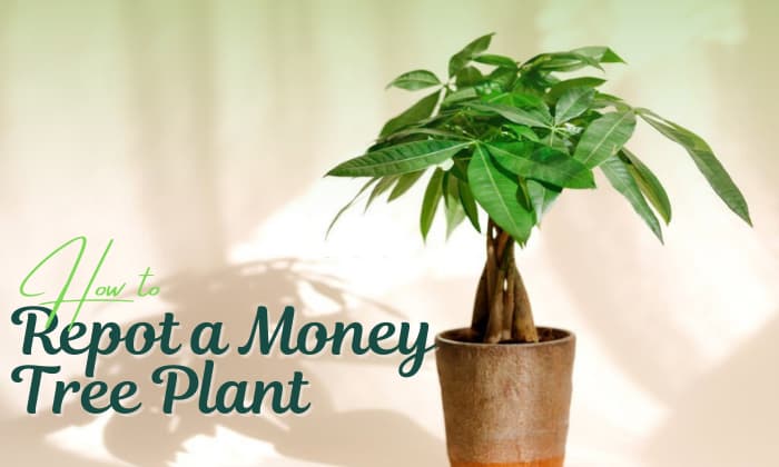 how to repot a money tree plant