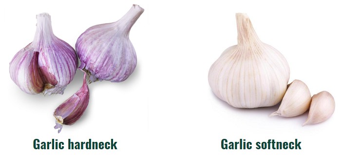 planting-garlic-in-colorado