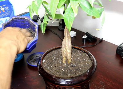 transplanting-a-money-tree