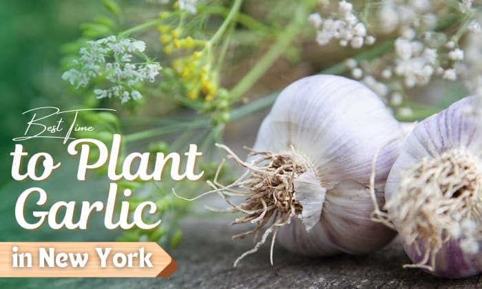 what is the best time to plant garlic in new york