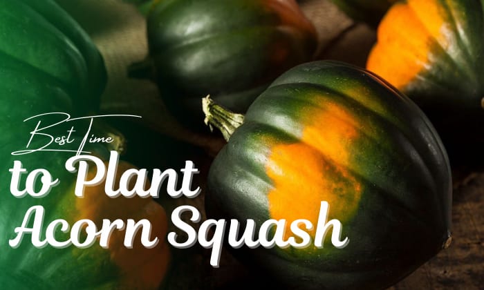 when to plant acorn squash