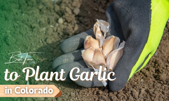 when to plant garlic in colorado
