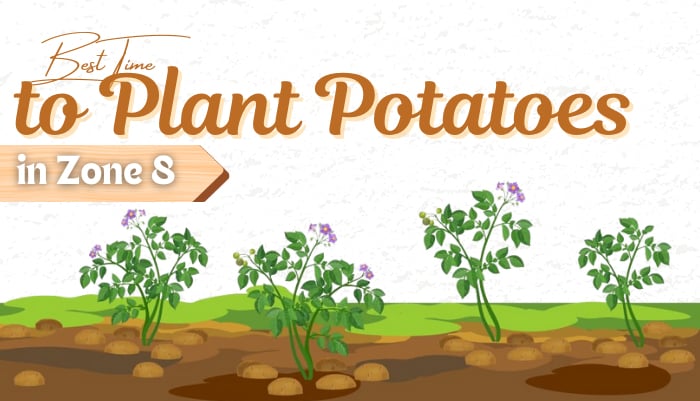 when to plant potatoes in zone 8
