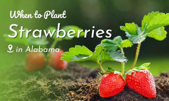 when to plant strawberries in alabama