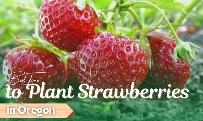 when to plant strawberries in oregon