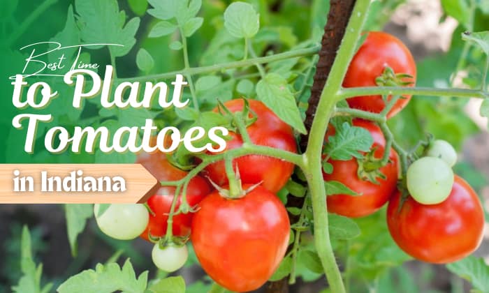 When to Plant Tomatoes in Indiana? (Best Time in 2023)