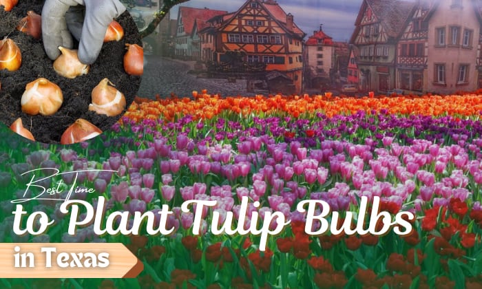 when to plant tulip bulbs in texas