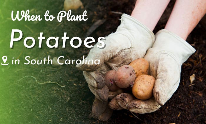 When to Plant Potatoes in South Carolina? (Best Time)