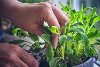 best-time-to-grow-herbs