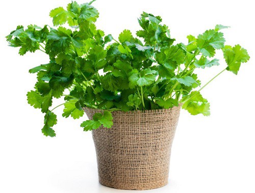 best-time-to-plant-cilantro