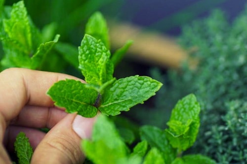best-time-to-plant-mint
