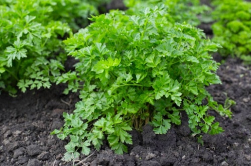 best-time-to-plant-parsley