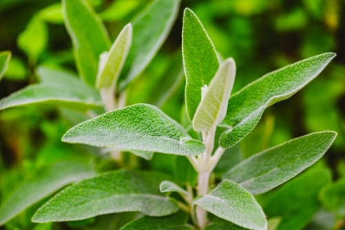 best-time-to-plant-sage