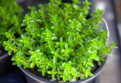 best-time-to-plant-thyme