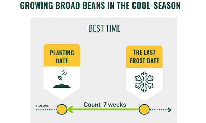 broad-bean-leaf