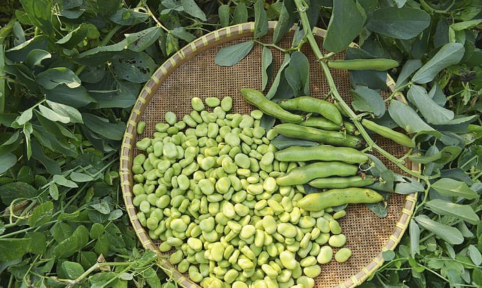 broad-bean-plant