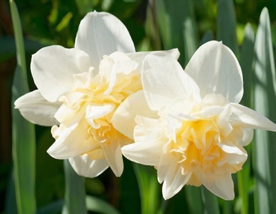 daffodil-planting-time